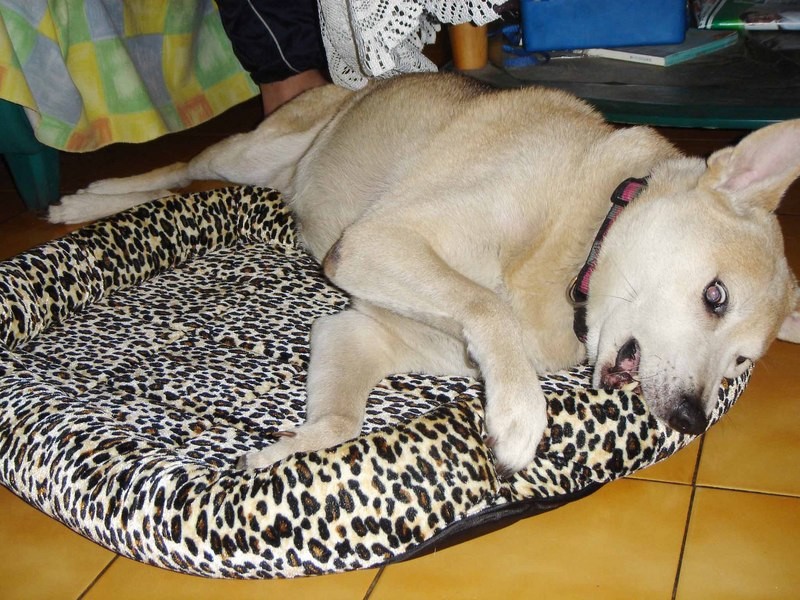 妹妹的床墊~~ 妹妹的床墊~~