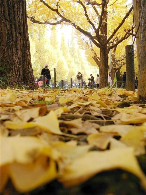 〔2009‧深秋‧東京銀杏行〕小露圖解遊記上集 〔2009‧深秋‧東京銀杏行〕小露圖解遊記上集