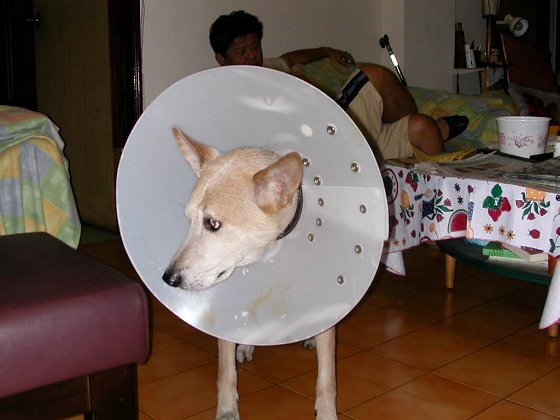 無奈啊無奈~~ 無奈啊無奈~~