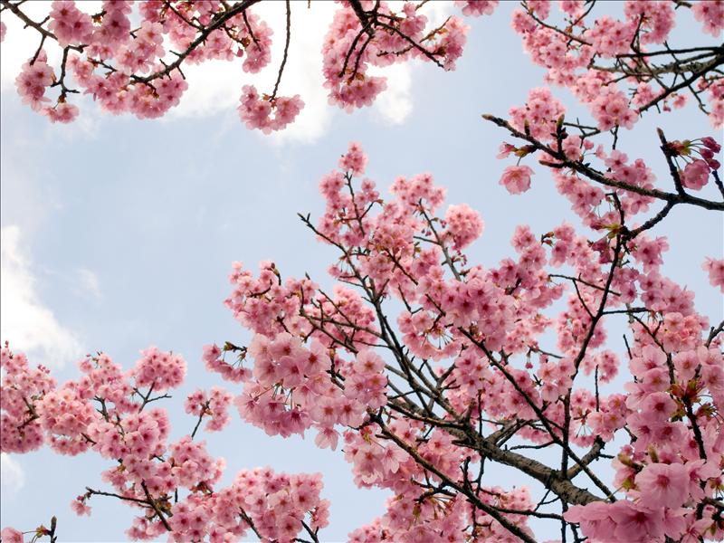 〔2009‧賞櫻只要去東京〕親愛的。讓我們划船去。 〔2009‧賞櫻只要去東京〕親愛的。讓我們划船去。