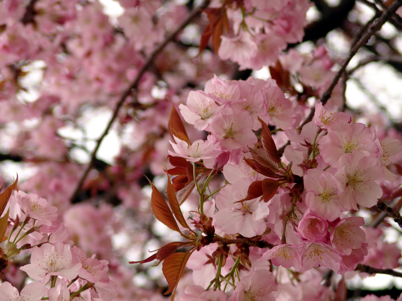 【東京美術館B級美食甜點血拼之旅】 【東京美術館B級美食甜點血拼之旅】