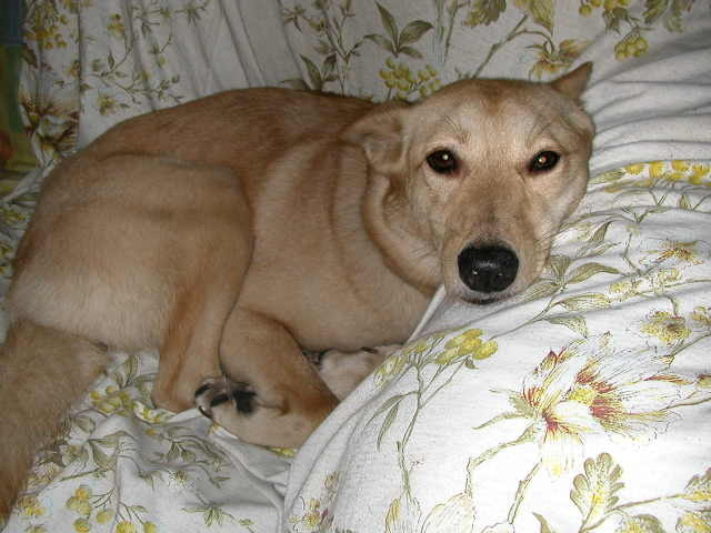 小瓜去上海~~~連狗都無聊了 小瓜去上海~~~連狗都無聊了