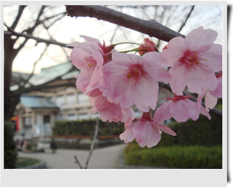 【春遊三都】 【春遊三都】