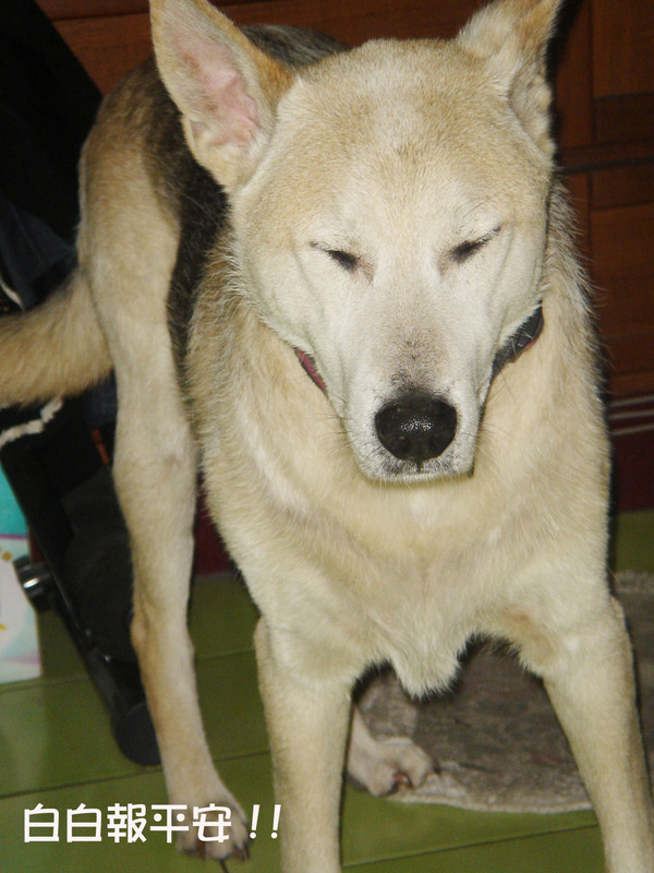 又到掉毛季~~ 又到掉毛季~~