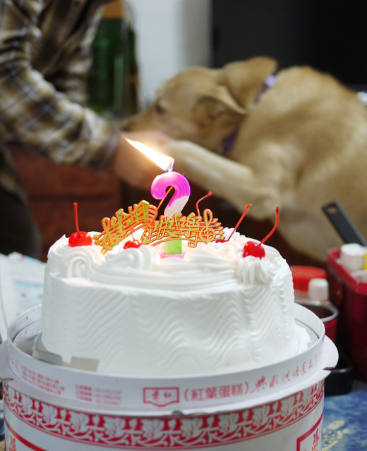 〔Happy Birthday〕 〔Happy Birthday〕