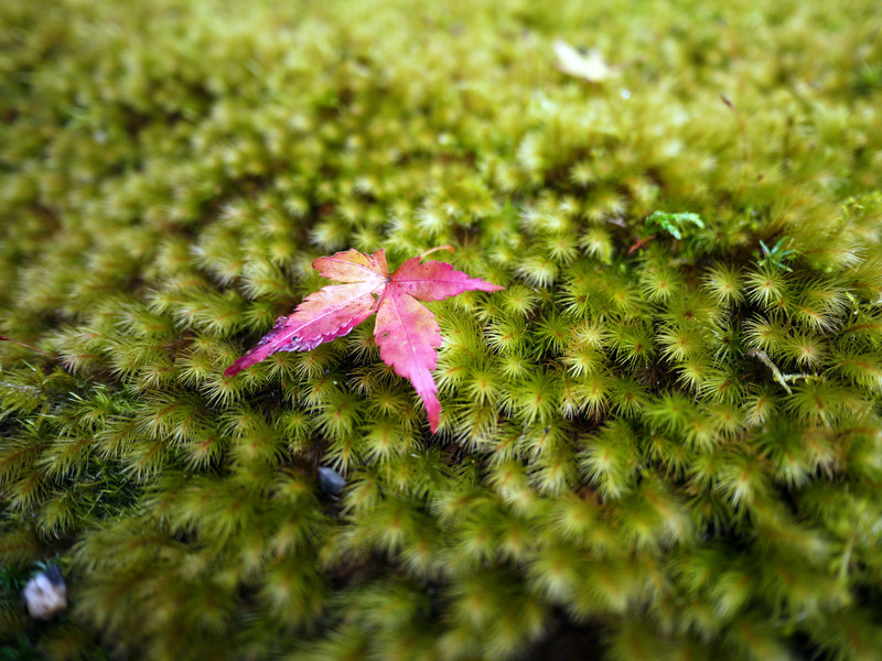 〔京都雜記〕 〔京都雜記〕