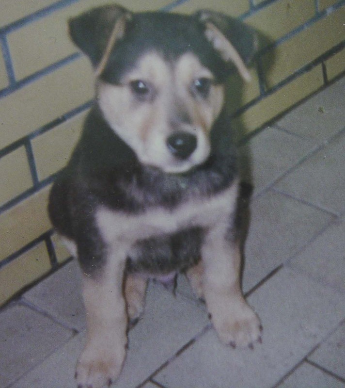 ㄟ…白白小時候的照片 ㄟ…白白小時候的照片