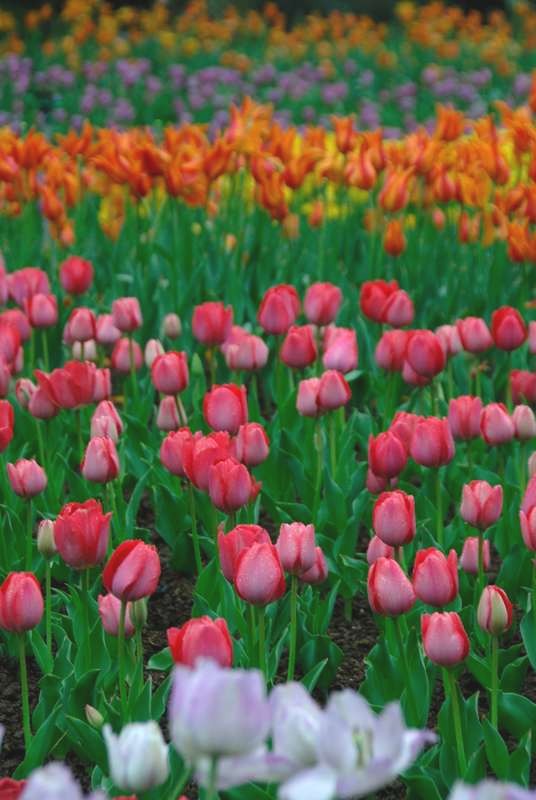 春遊桃源仙谷 春遊桃源仙谷