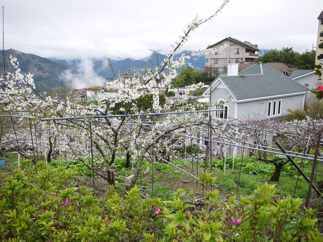 清境遊。黃慶果園民宿 清境遊。黃慶果園民宿