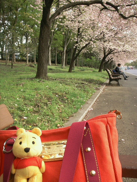 【2008‧東京‧櫻】回來了