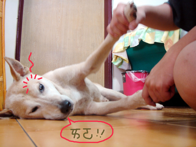 ㄞㄛ...又..又...到洗澡日~~