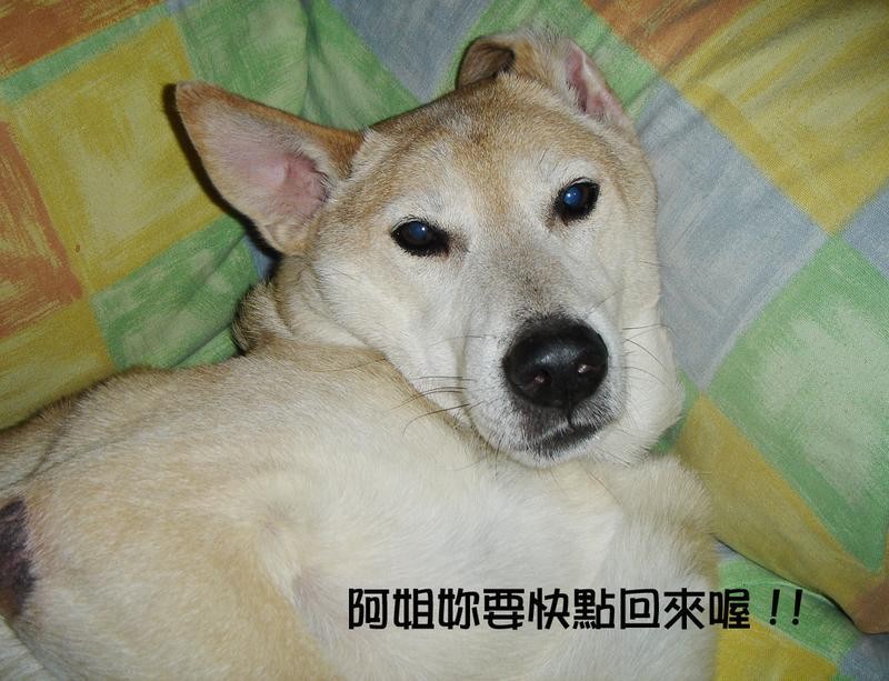阿姐妳要快點回來喔!!