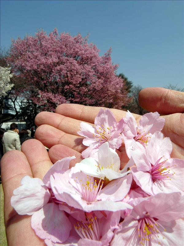〔2009‧賞櫻只要去東京〕新宿御苑。野餐去。