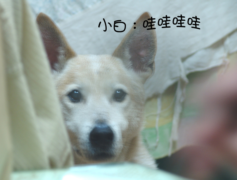 來自法國Beurre Echire奶油〈演技派小白擔綱演出〉