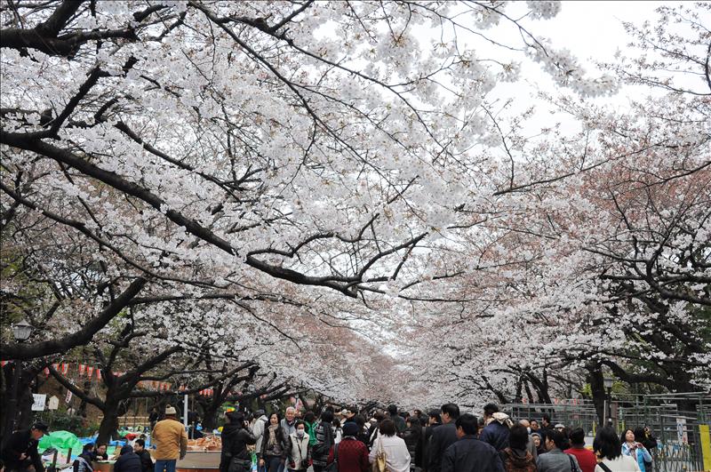 〔2009‧賞櫻只要去東京〕上野公園。賞櫻趣。